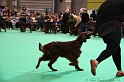 Crufts2011_2 003